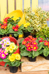 Display of fresh flowers at the market