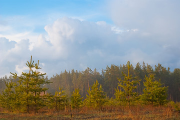 Fototapeta premium pine forest after a rain