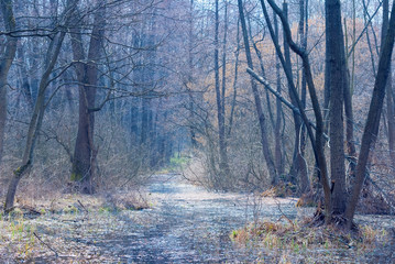 Fototapeta na wymiar niebieski mglisty las
