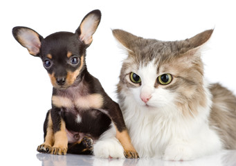 puppy and cat together. isolated on white