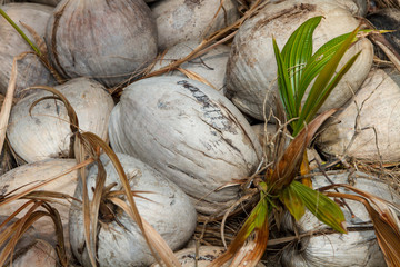 raw coconuts