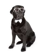 Black Labrador Retriever