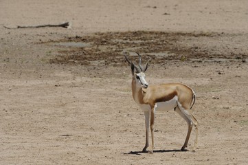 Springbuck (Antidorcas marsupialis). Lone ram, Kalahari desert 