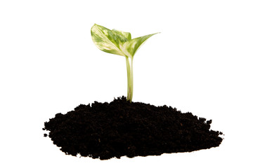 Green sprout from the earth on a white background.