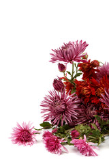 Bouquet of red flowers, chrysanthemums isolated on white backgro