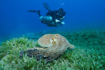 side-mount scuba diver with octopus and turtle