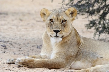 Lioness (Panthera leo) in the Kalahari desert