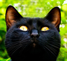 black cat in garden