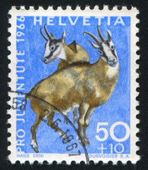 Chamois