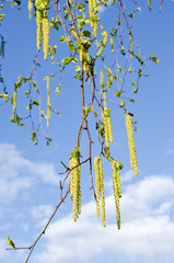 spring birch fresh catkins