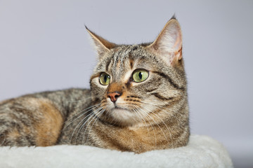 Tabby cat in white basket. Studio shot against grey.