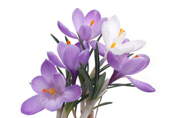 blue and white crocuses isolated on a white background