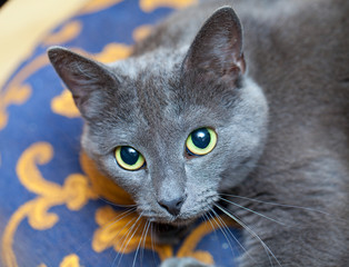 beautiful grey cat indoors