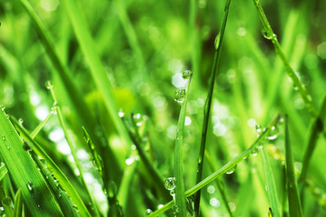 fresh green grass with water drops