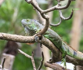 Big iguana