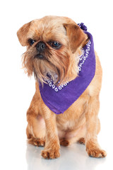 brussels griffon dog in a bandana