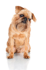 brussels griffon dog portrait