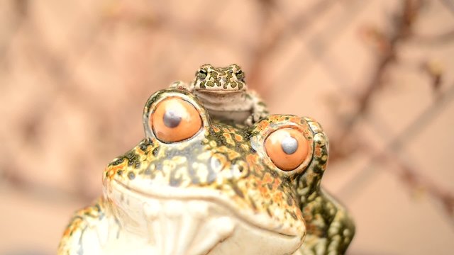 grenouille