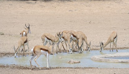  Springbok (Antidorcas marsupialis) at Urikaruus Waterhole