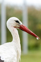 White stork
