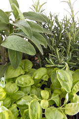 Closeup of aromatic herbs on white background