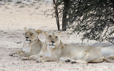 Fototapeta na wymiar Lioness (Panthera leo) in the Kalahari desert