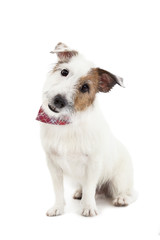 Puppy  jack russel terrier dog on the white background