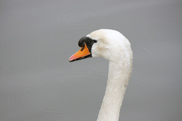 Obraz premium Closeup of a swan with orange beak