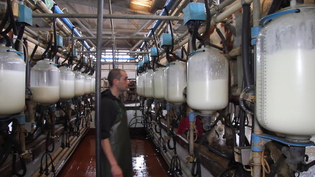 Dairy farm, milking cows