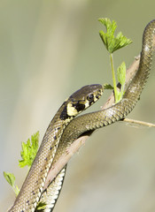 Grass snake in forest background / Natrix natrix
