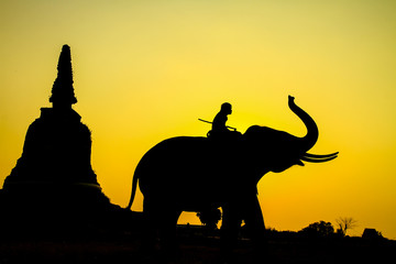 silhouette action of elephant in Ayutthaya province, thailand