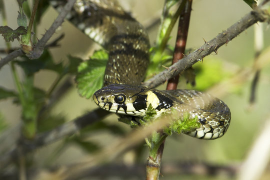 Grass snake in forest background / Natrix natrix