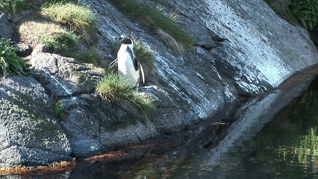 Nature's most loyal lovers - Magellanic penguins - Spheniscus magellanicus