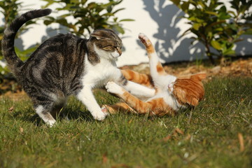 2 Tigerkatzen im Streit