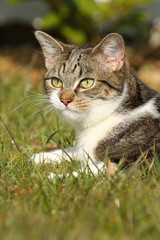 Tigerkatzenblick im Gras