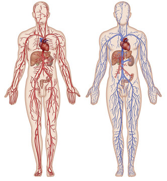 Sistema vascular y arterial