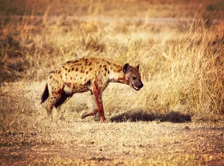 Foto op Plexiglas spotted hyena © tiero
