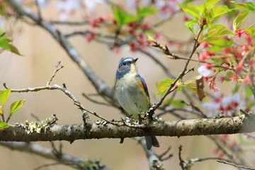 ルリビタキの雄