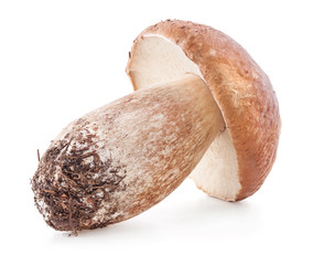 Boletus edulis mushrooms isolated on white background © msk.nina