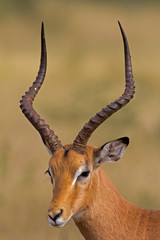 Close-up portrait of male Impala; aepyceros melampus