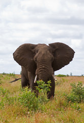 Fototapeta na wymiar African elephant browsing; Loxodonta africana