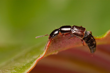 Rove Beetle