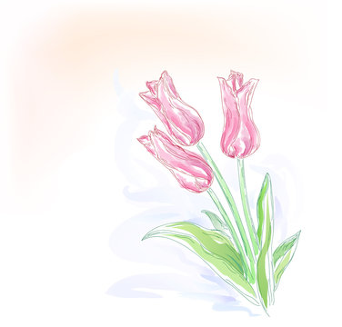 Bouquet of three tulips
