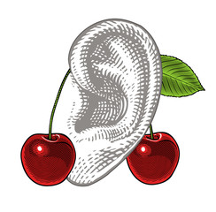 Cherries on ear in vintage engraving style ( Holiday concept)