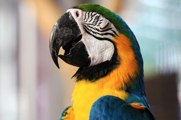 Macaw closed the eyes.