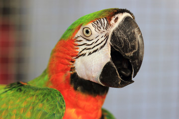 Closed up beautiful green and red Macaw.