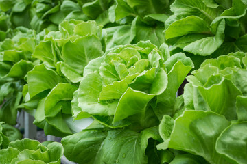 Fresh hydroponic vegetables