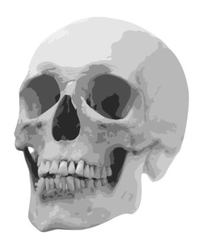 single human skull illustration