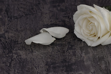 Weisse Rose