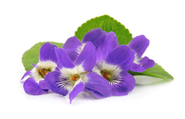 Wood violets flowers